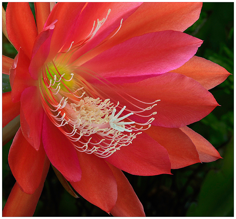 Blooming Succulent Detail   P O'Malley